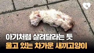 아기처럼 울고 있는 차가운 새끼 고양이···즉각 구조 나선 남성