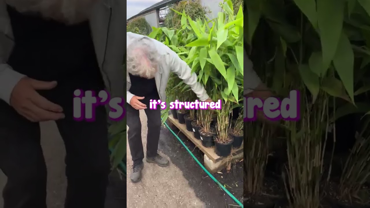 Travel to a Tropical Oasis in Your Own Garden Using Tiger Grass