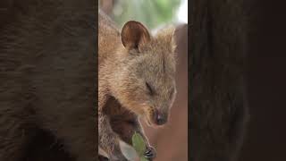 Квокка: Самое Улыбчивое Животное Из Австралии 😉 #Природа #Животные #Квокка