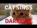 Cats Singing Song | Darkside by Alan Walker [Parody]