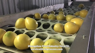 Grapefruit grading machine柚子