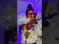 महाशिवरात्री 2025🕉🕉🕉🕉🕉🕉🕉
