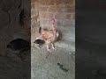 25 days old aseel chicks  by birds society information