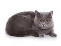 GLEE re-enacted by cats in 1 minute.