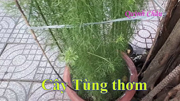 Cây Tùng thơm | Quynh Chau