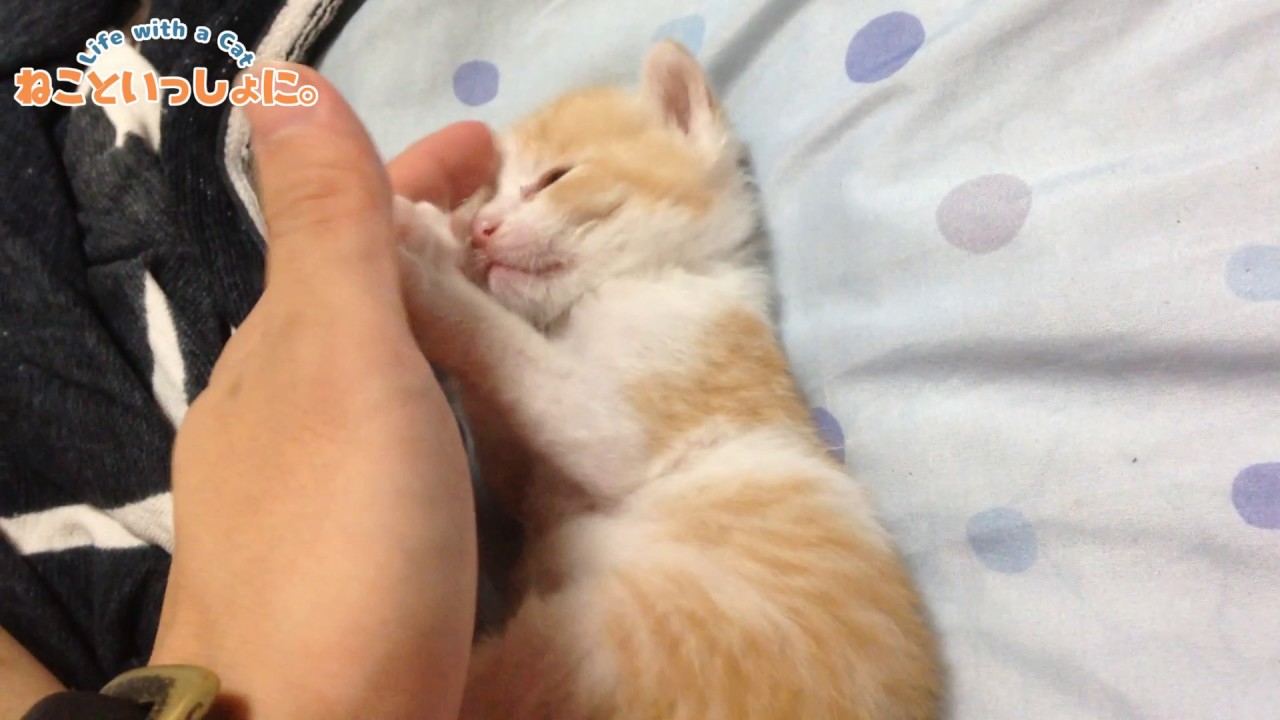 虎徹くんの大冒険～イチャイチャ編～ (子猫シリーズ⑦)