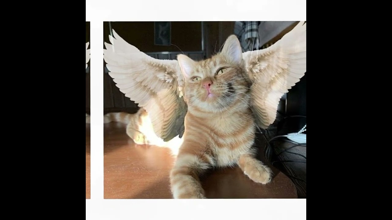 Помним нашего Симбу :] :{ подпишись если знаешь симбу :0 