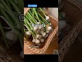 What to plant after the garlic harvest