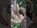 World’s Slowest Animal Sloth 🦥#facts #dailyfacts