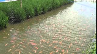 Rice-Fish Farming, Cibuk Village, Yogya