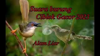 Suara Burung Ciblek Alam liar ( Masteran Burung Ciblek Terbaru 2023 )