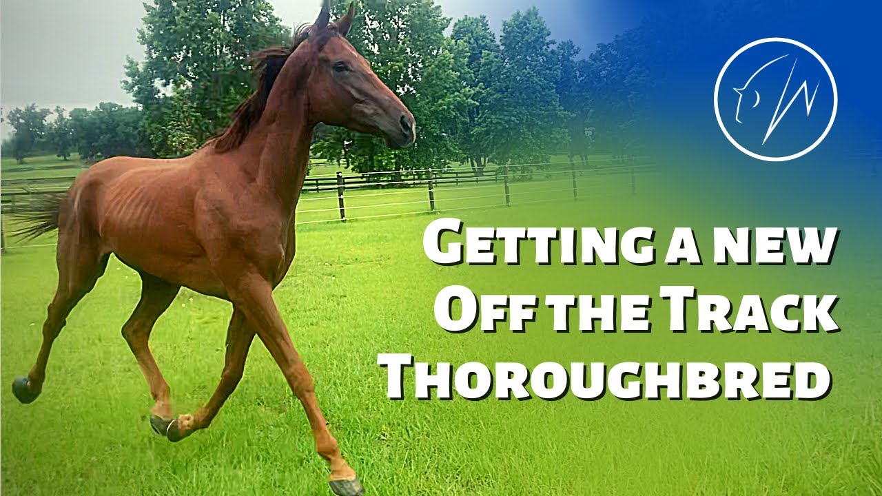 Getting a New Off the Track Thoroughbred