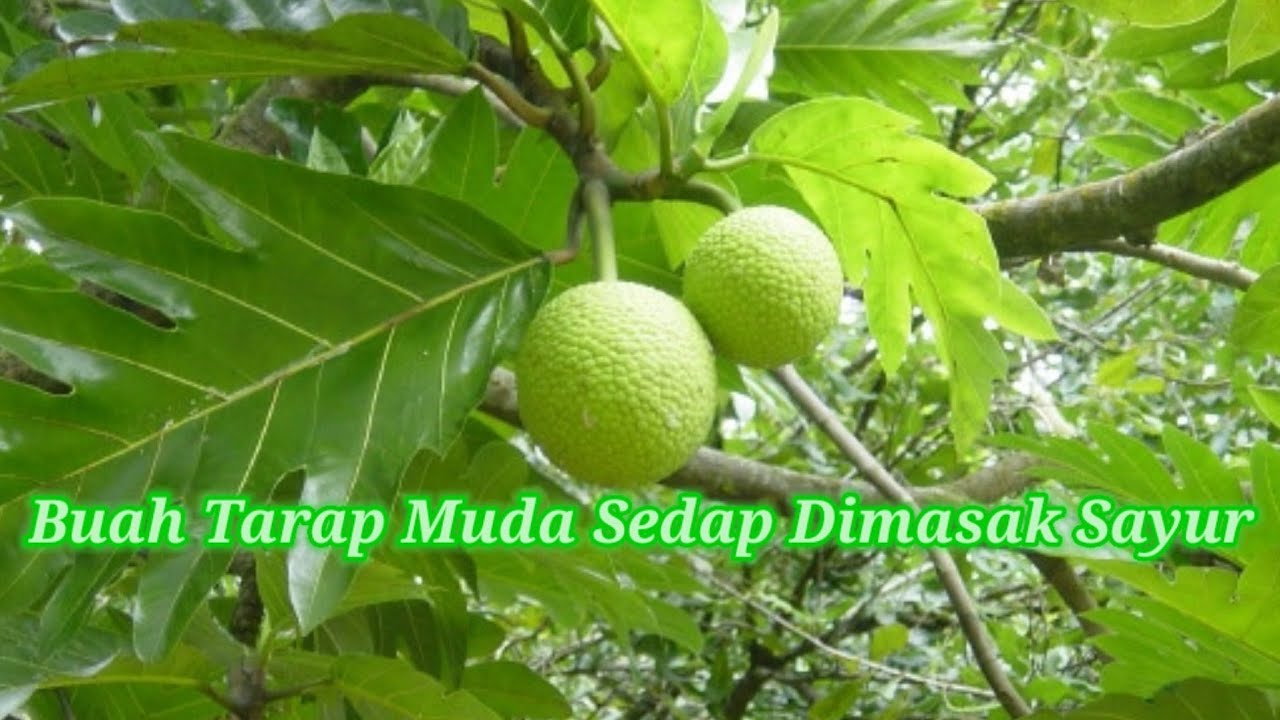 Buah Tarap Buah Tarap Muda Sedap Dimasak Pelbagai Jenis Sayur Youtube