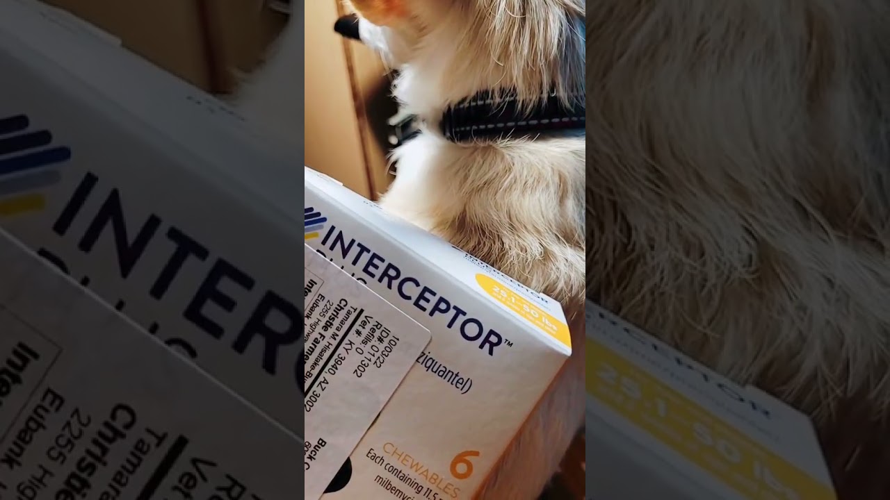 Vet meds recommended for 3s