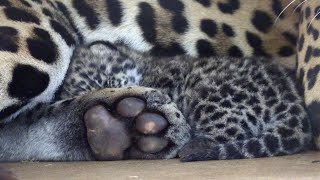Jaguar Cub: Local Birth, Global Impact