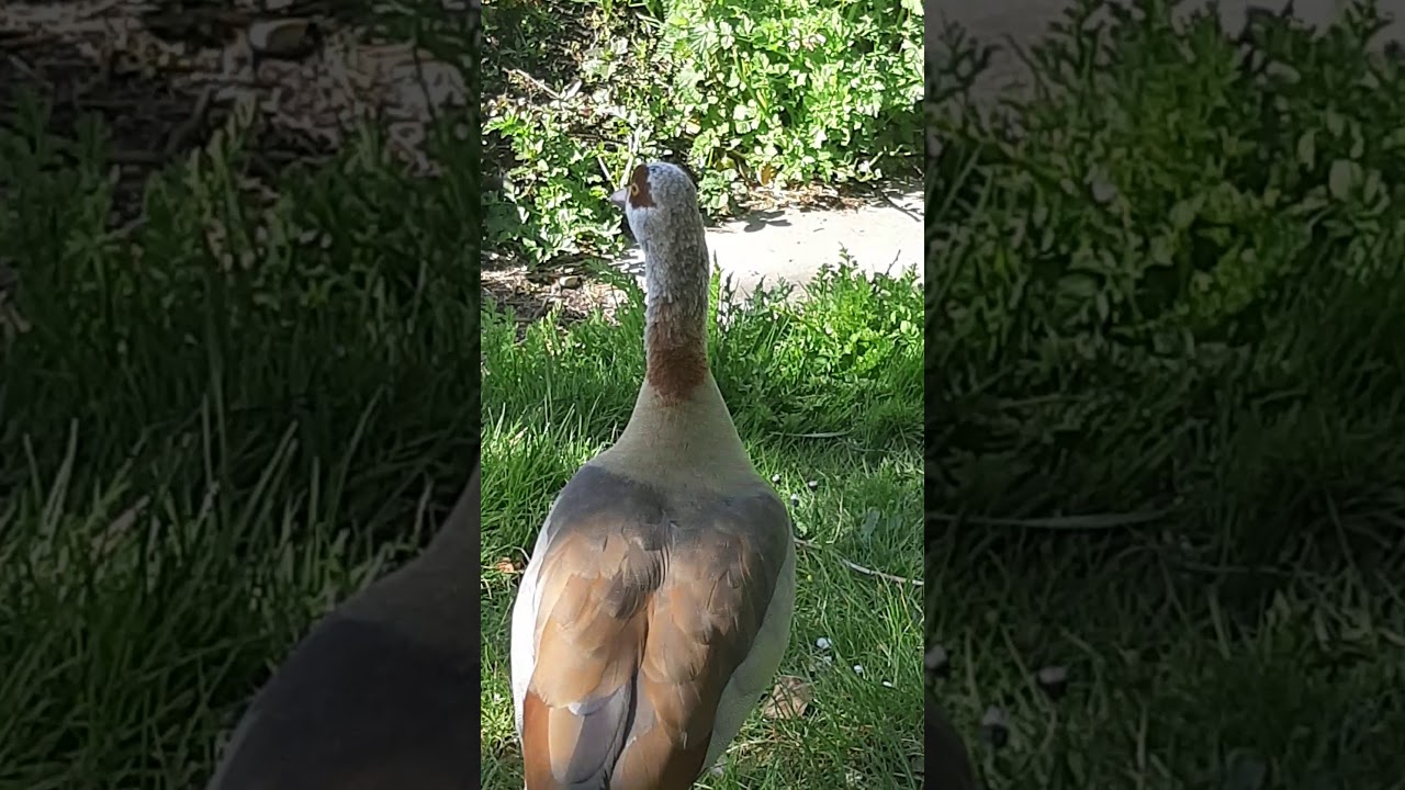 Baby geese Egyptian goose Alopochen aegyptiaca Egyptaendur