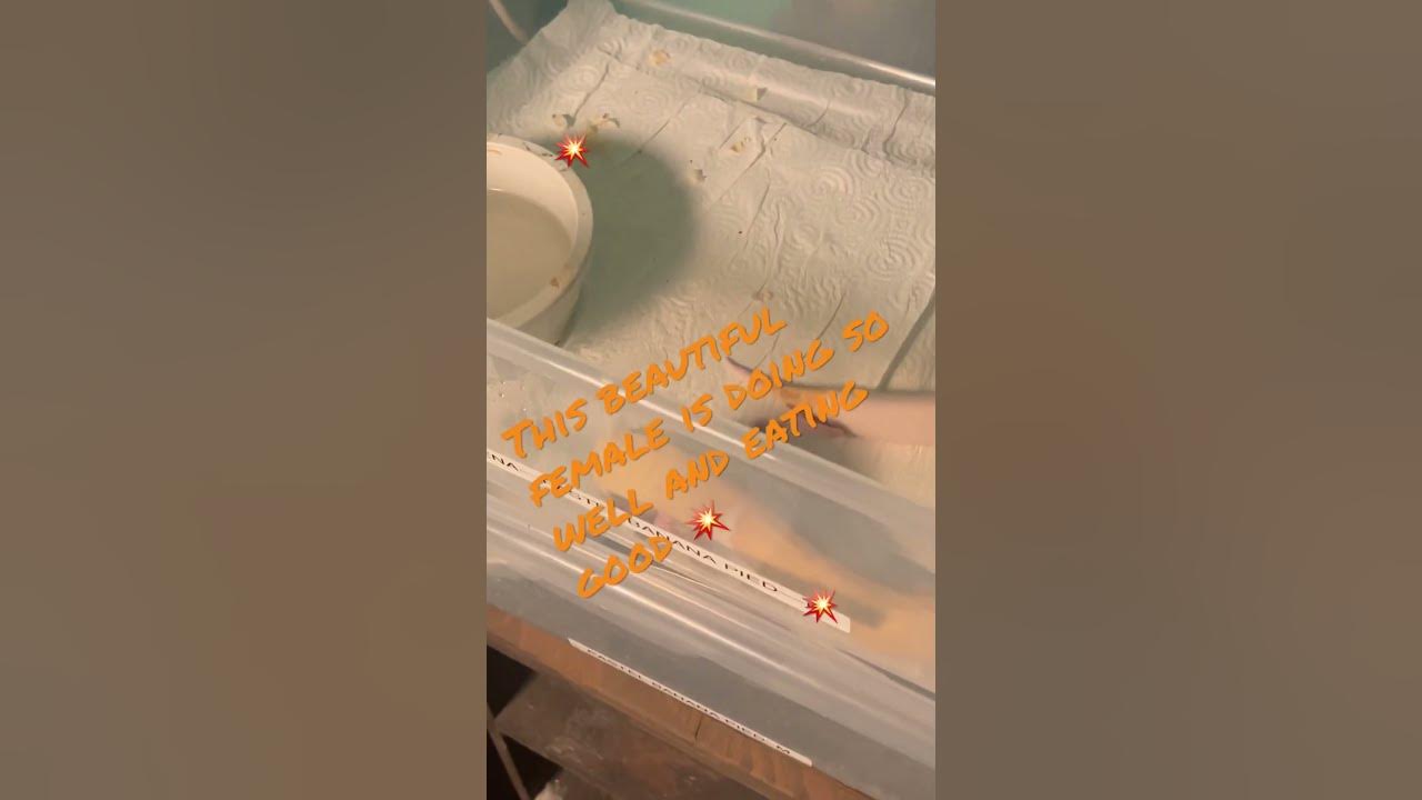 Ball Python 🐍 hug a rat 🐀 #livefeeding #subscribe #python #ballpython # ...