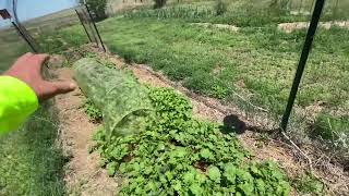 @ organic clean food connection Garden tour baby plants just starting out￼￼