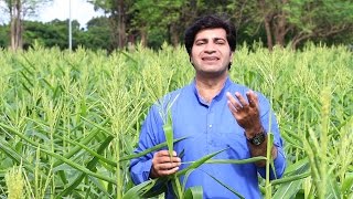 शाश्वत यौगिक खेती | Shashwat Yogic kheti | Promo 6 | Traditional Farming