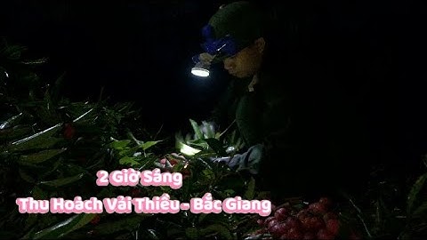 2H Sáng Đi Thu Hoạch Vải Thiều Lục Ngạn - Bắc Giang