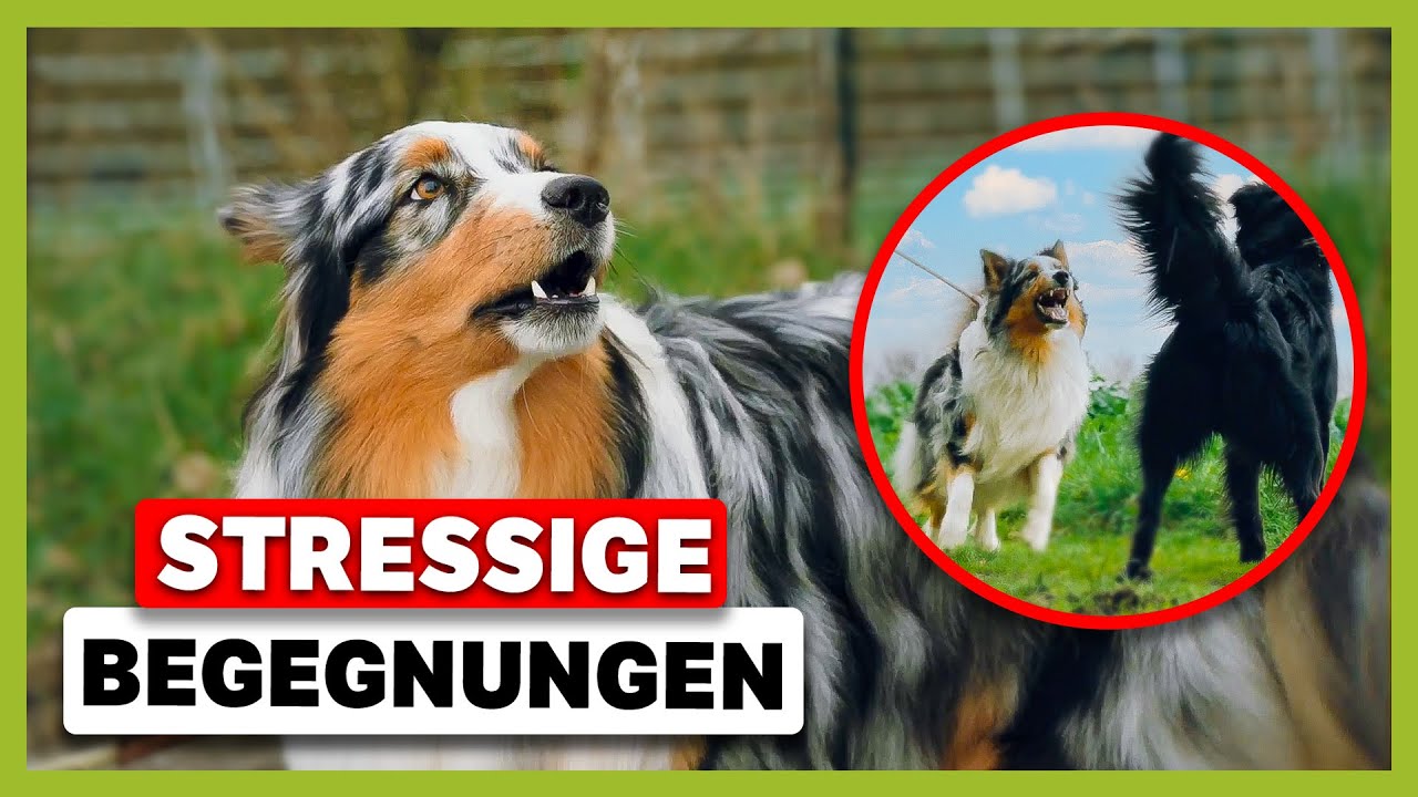 Top Hundetrainingsgeräte: Hundeerziehung Mit Den B Produktbild-Vorschau 3