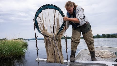 A day in the battle against invasive carp on the Mississippi River