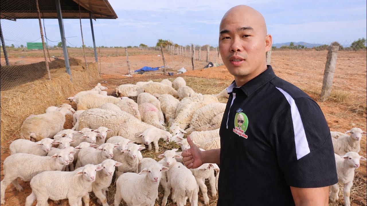 HÔM NAY THĂM LẠI CHUỒNG CỪU 🐑TỪ 22 CON, GIỜ ĐÃ SINH SẢN LÊN 40 CON