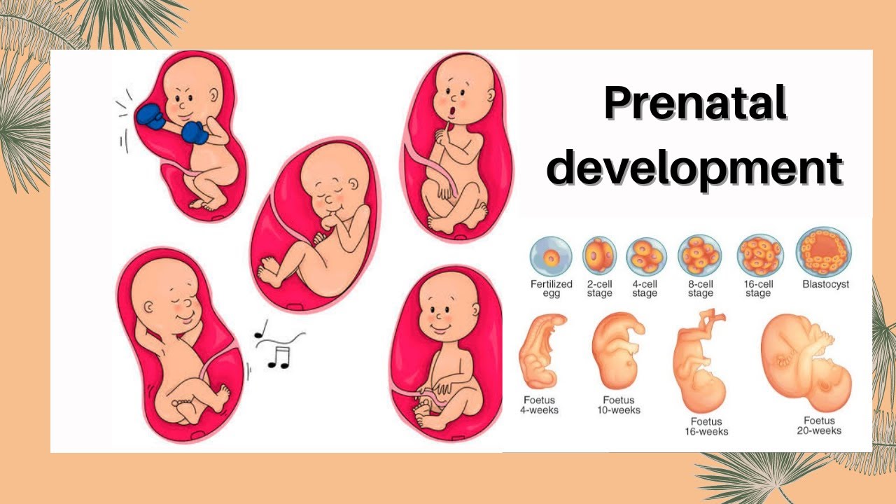 stages of prenatal development essay