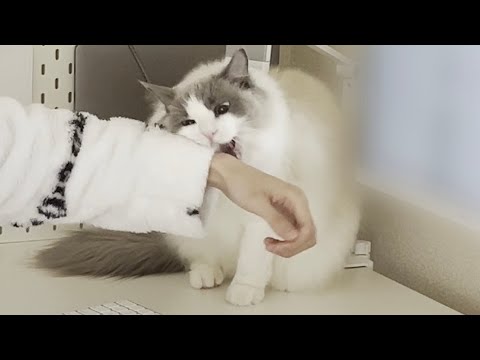 花粉症でくしゃみが止まらない飼い主に激怒してくるラグドール猫が怖すぎた…