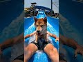 Waterslide Shiba Inu Encounter! 🐶 Happy Dog Ride-Along | ウォータースライダーで柴犬と遭遇!🐶 笑顔の同伴スライド