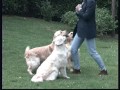 The Golden Retriever - Pet Dog Documentary English