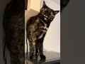 good morning #adoreble #adorably #kitten #cutecat #cute #kitty #cat #tortoiseshellcat #love