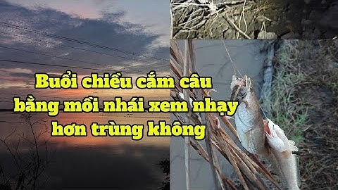 Thử nghiệm buổi chiều: Mồi nhái có "nhạy" hơn mồi trùn (giun) để câu cá lóc không?