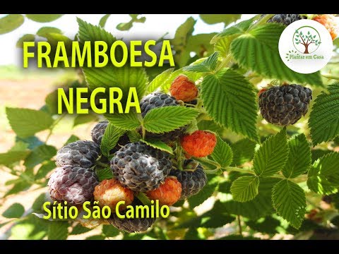 Vídeo: A Framboesa Com Folhas De Rosa é Uma Beleza Despretensiosa