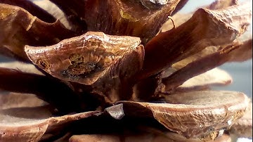 Macro Photos by OUKITEL C18 Pro