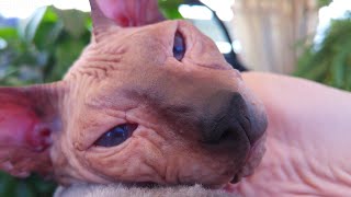 Falling in Love with the Beauty of a Relaxed Sphynx Cat 🩵