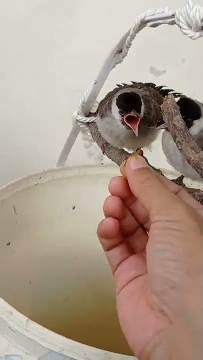 Merawat anakan kutilang umur 1 bulan