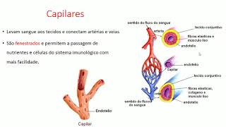 Anatomia Veterinária - Vasos sanguíneos e sistema linfático