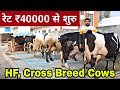 HF and Cross Breed Cow available for Buyers. Supply All Over India. Radhe Krishna Dairy Farm,Karnal