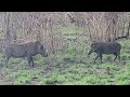 Warthogs fighting in Mozambique