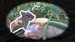 Чем отличается мышь от крысы Чем отличается мышь от крысы