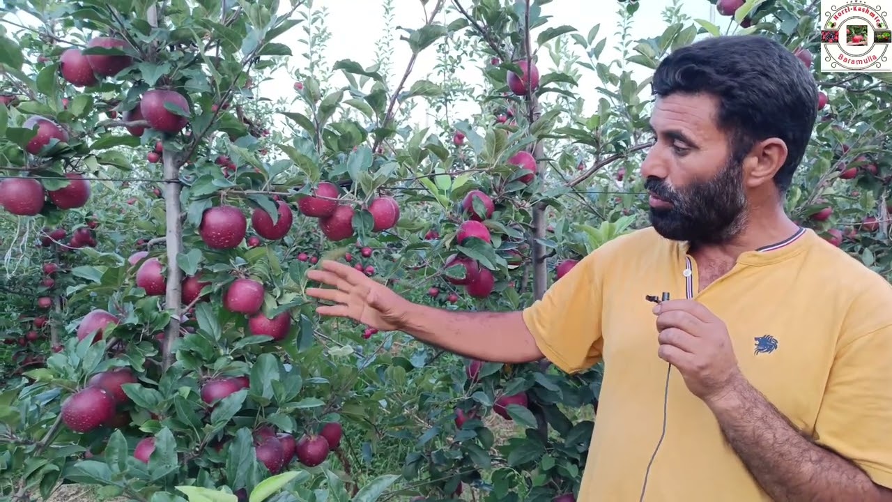 Most Beautiful High-density Apple Garden in kashmir