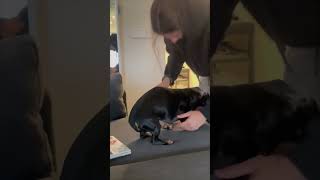 Dog Played Dead Whenever Owner Wanted to Put Her Jacket On