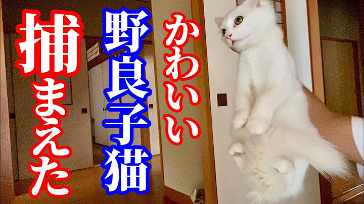 野良子猫を緊急保護しました！