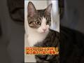 ペットカメラに残った猫の奇行w #shorts #子猫 #保護猫 #猫 #捨て猫 #catlovers #kitten