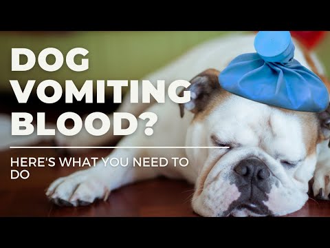 Video: O condiție excruciantă provoacă vărsături pe câini, pe măsură ce vremea devine mai rece
