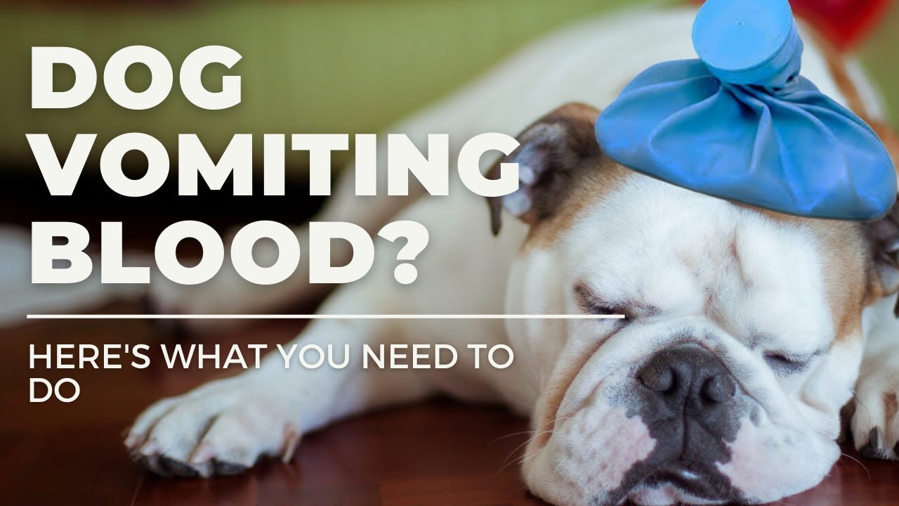 Dog Vomiting Blood? Here'S What You Need To Do
