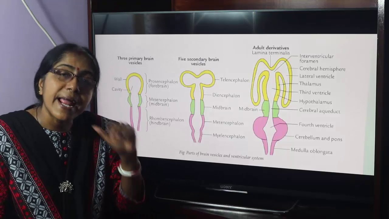Lecture On Development Of Brain - YouTube