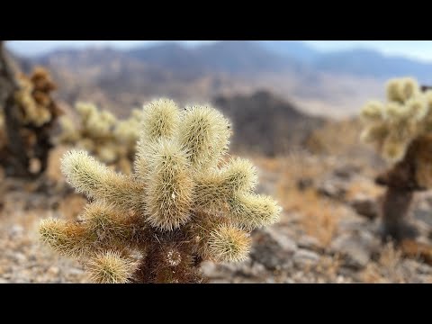 Telegraph Pass Mountaineering Flag Loop, Yuma Arizona
