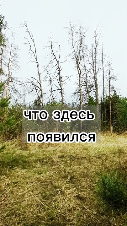 Геопатогенная зона? #ГульнараУраз #жук #древоточец #сосна # ...